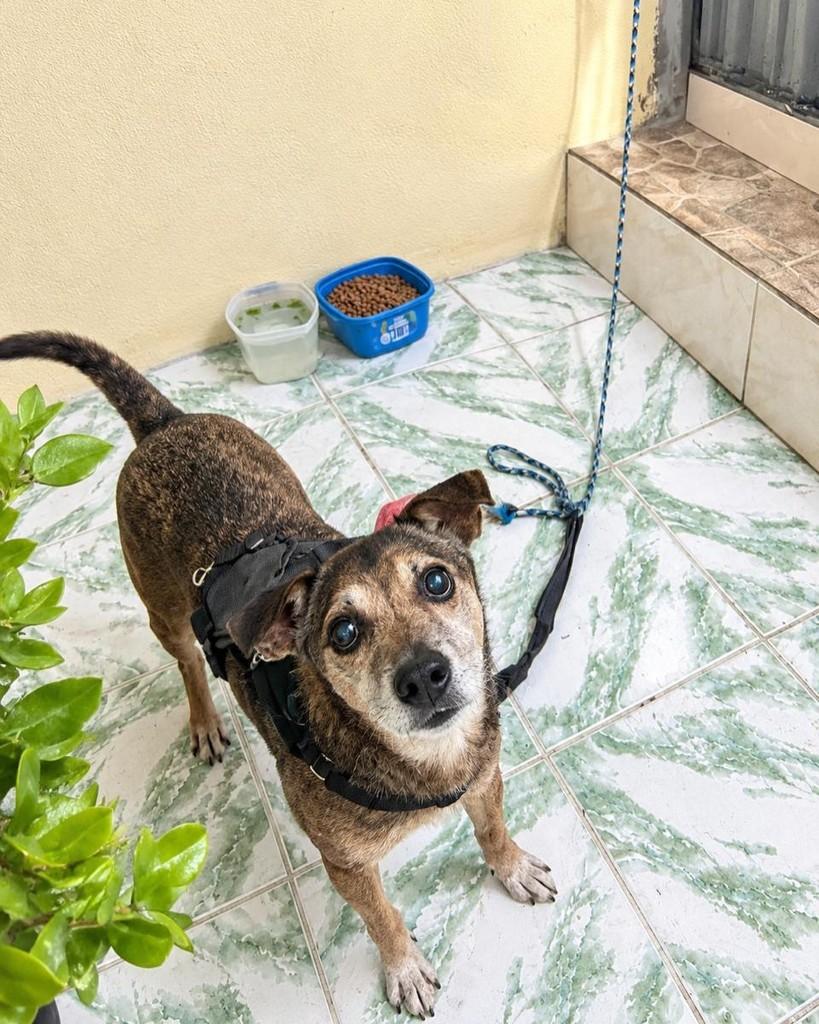 Dino, cachorro de porte pequeno para adoção em Salvador - BA — foto 2 de 4