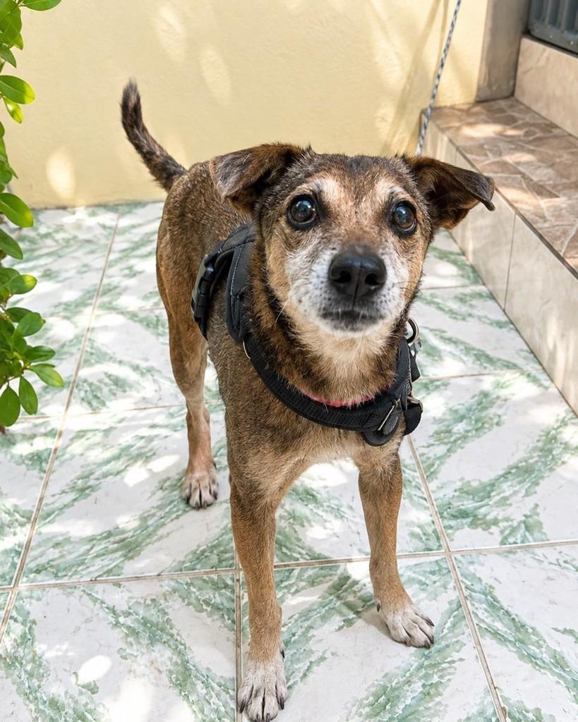 Dino, cachorro de porte pequeno para adoção em Salvador - BA — foto 3 de 4