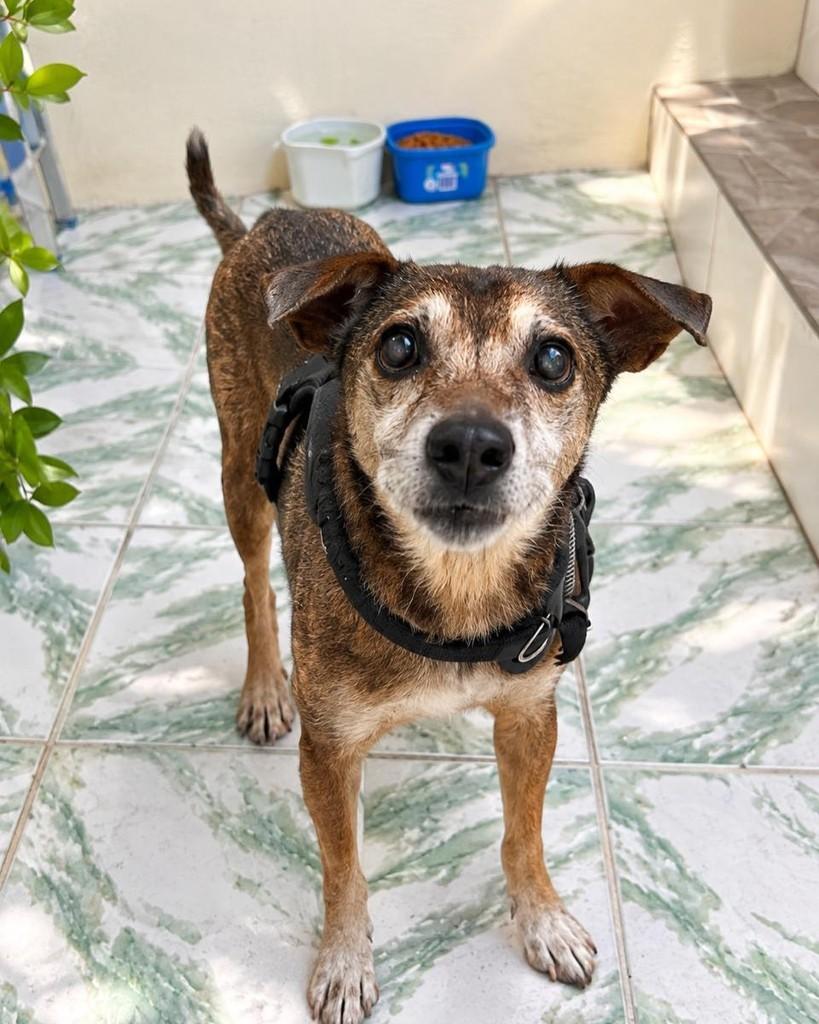 Dino, cachorro de porte pequeno para adoção em Salvador - BA — foto 4 de 4