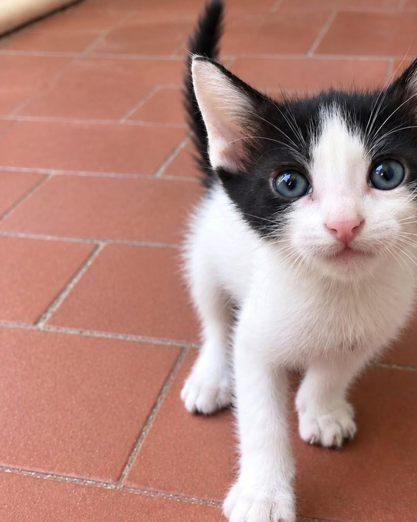 Yoda, gato de porte pequeno para adoção em Salvador - BA