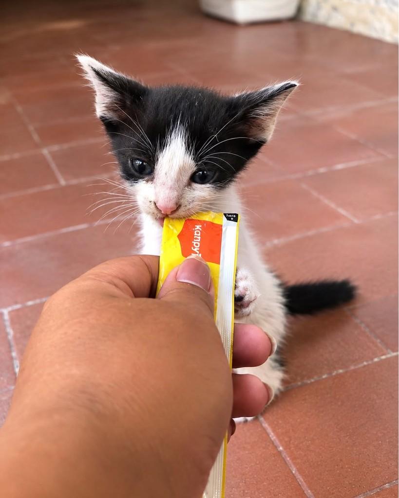 Yoda, gato de porte pequeno para adoção em Salvador - BA — foto 2 de 3