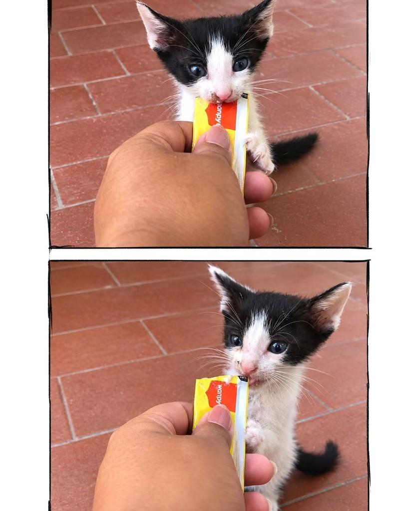 Yoda, gato de porte pequeno para adoção em Salvador - BA — foto 3 de 3