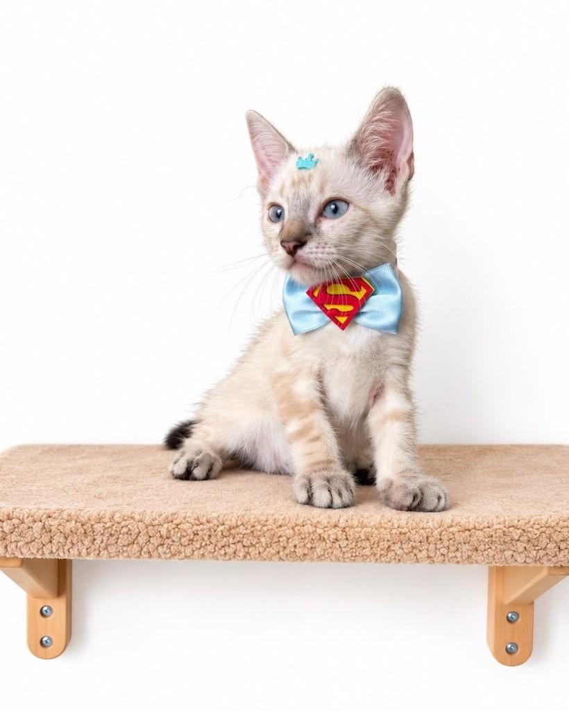 Léo, gato de porte pequeno para adoção em Salvador - BA — foto 2 de 2