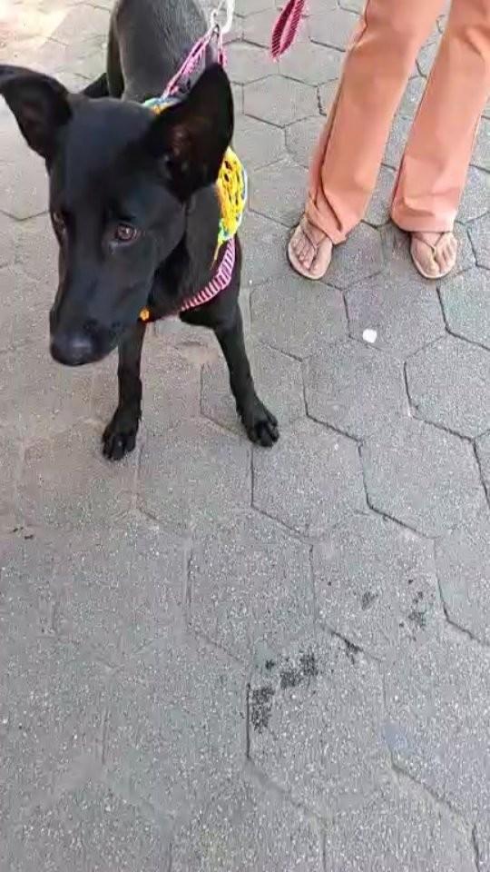 Linda, cadela de porte pequeno para adoção em Conselheiro Lafaiete - MG