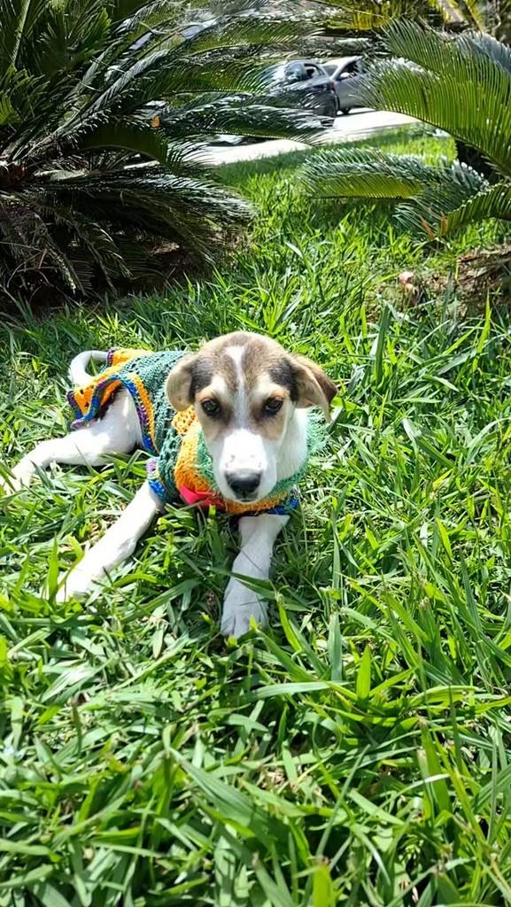Princesa, cachorro de porte pequeno para adoção em Conselheiro Lafaiete - MG