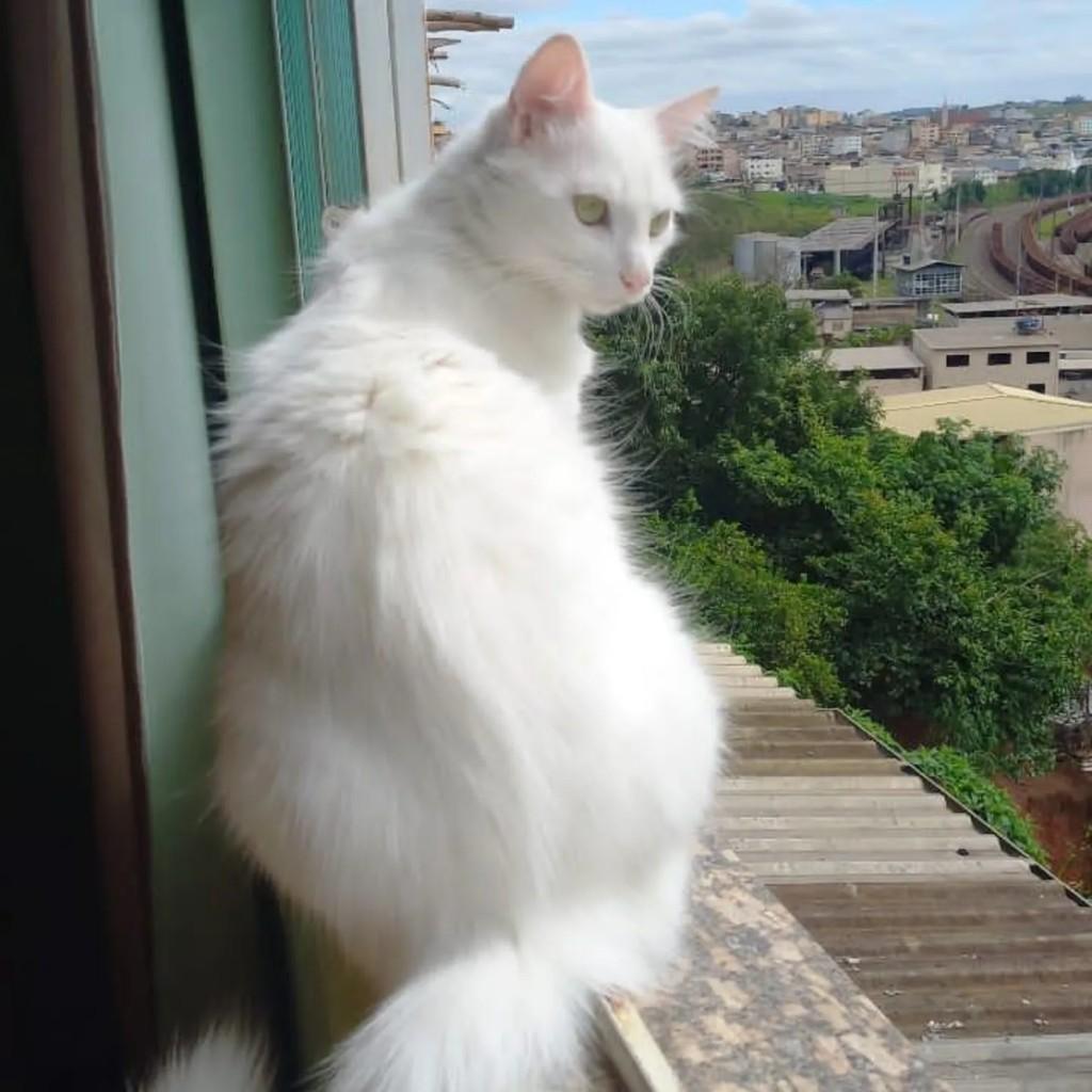 Chaninho, gato de porte médio para adoção em Conselheiro Lafaiete - MG