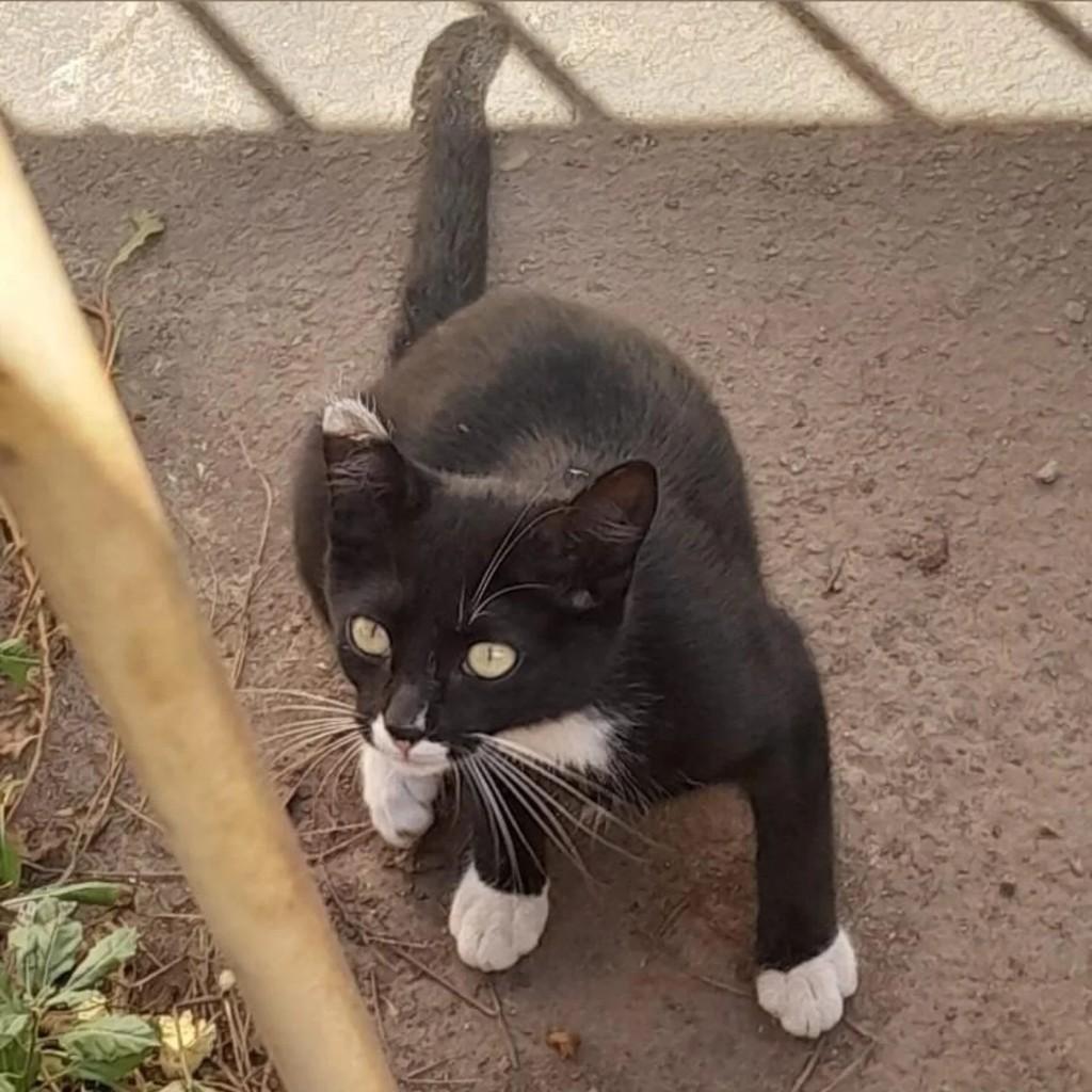 Frajolinha, gato de porte pequeno para adoção em Conselheiro Lafaiete - MG