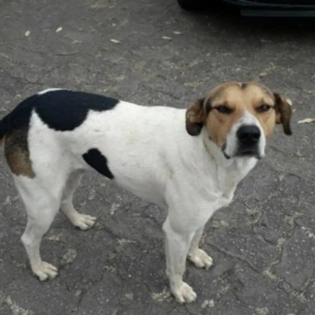 Pitoco, cachorro de porte médio para adoção em Conselheiro Lafaiete - MG