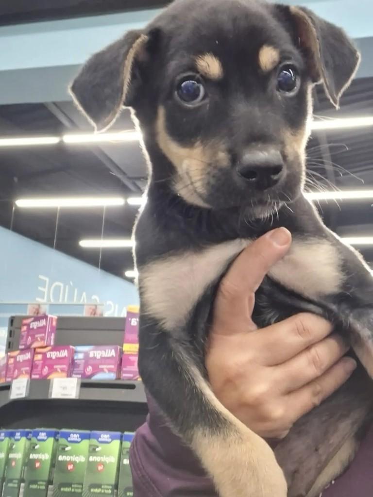 Akiles, cachorro de porte pequeno para adoção em Conselheiro Lafaiete - MG