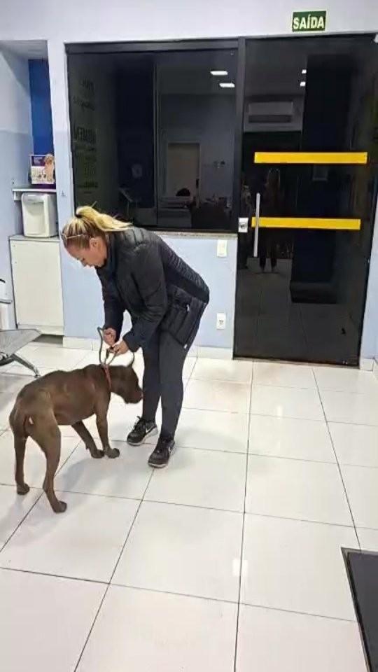 Rocky, cachorro de porte médio para adoção em Conselheiro Lafaiete - MG