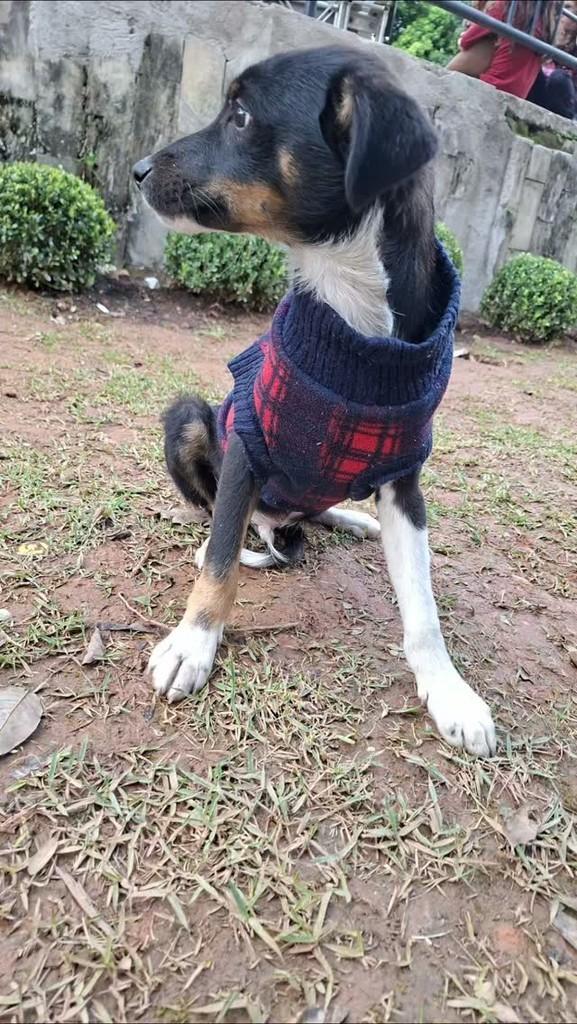 Filhotão, cachorro de porte médio para adoção em Conselheiro Lafaiete - MG