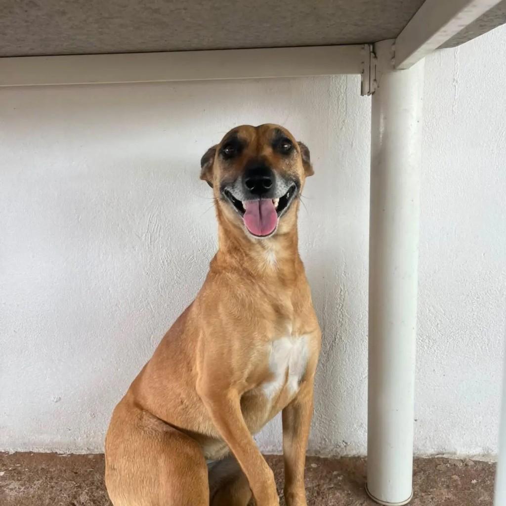 Tina, cadela de porte médio para adoção em Conselheiro Lafaiete - MG