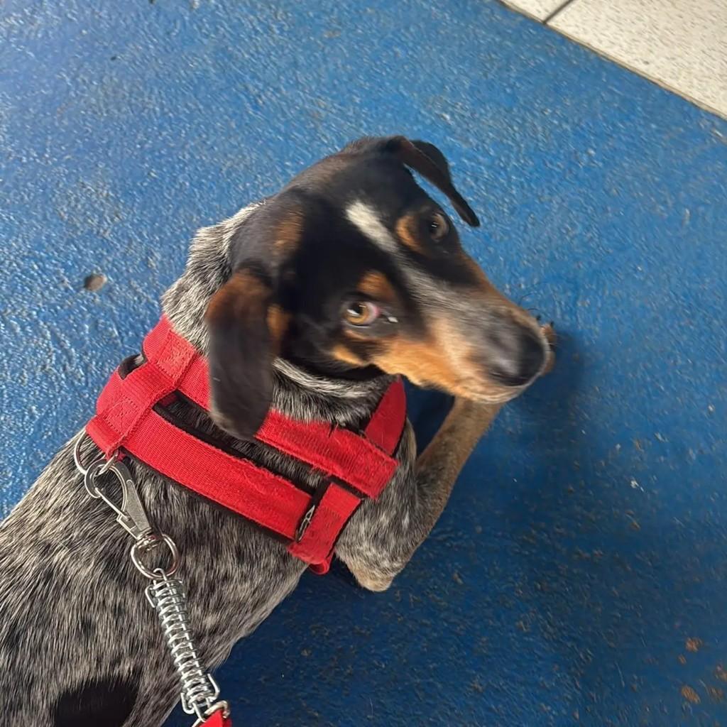 Mocinha, cadela de porte pequeno para adoção em Conselheiro Lafaiete - MG