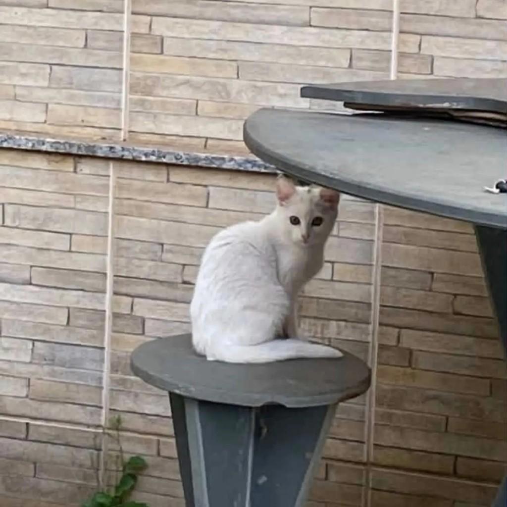 Lindinho, gato de porte pequeno para adoção em Conselheiro Lafaiete - MG