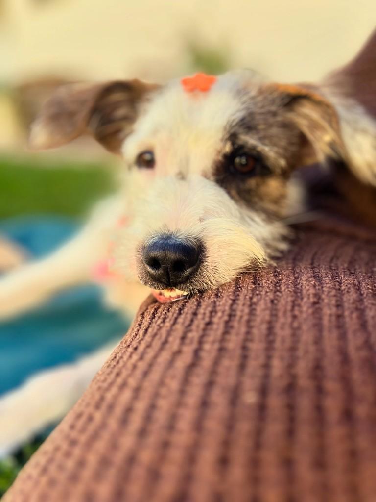 Fiapa Tange, cachorro de porte médio para adoção em Apiúna - SC