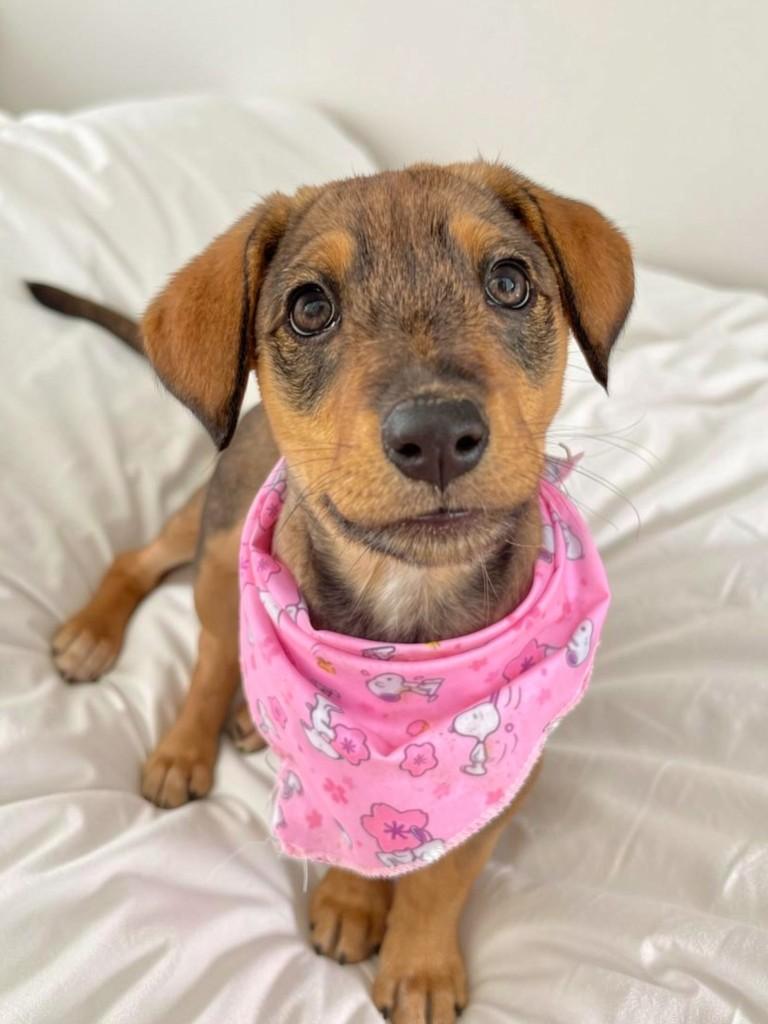 Charlotte, cachorro de porte médio para adoção em Apiúna - SC