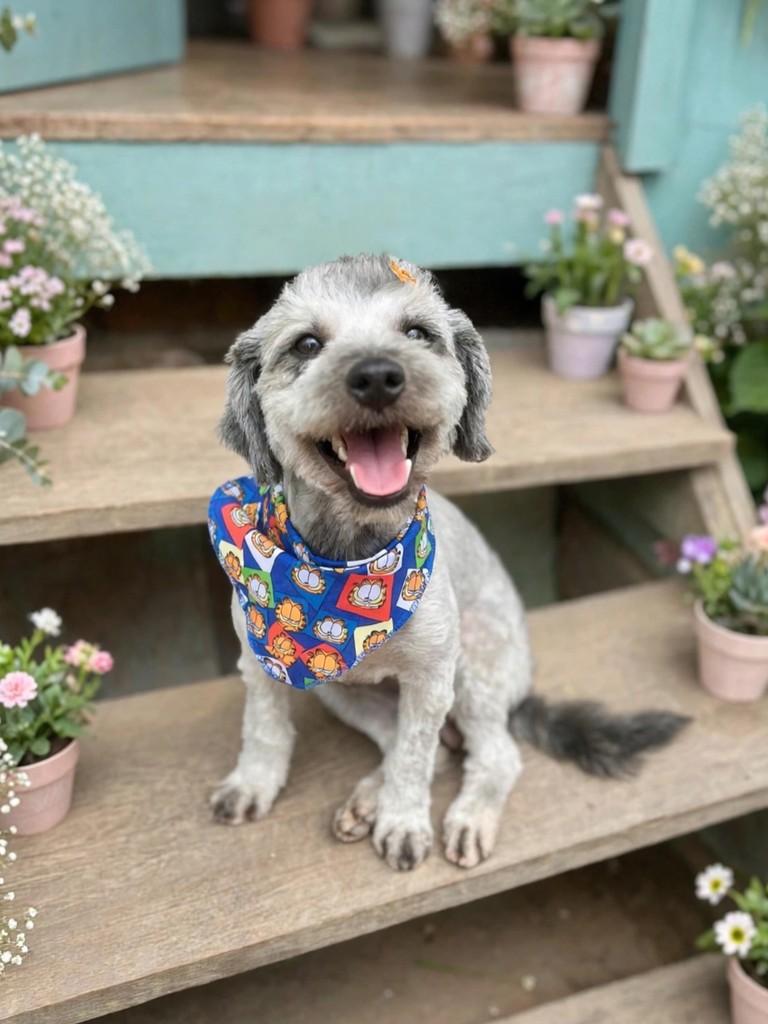 Bob, cachorro de porte pequeno para adoção em Apiúna - SC