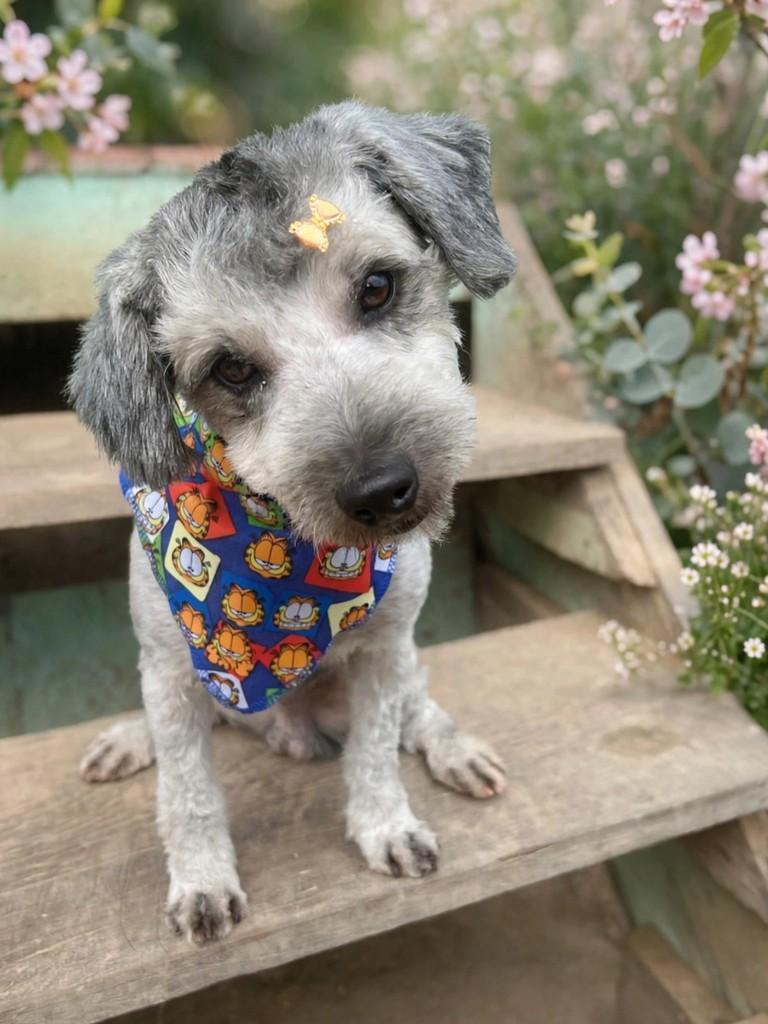 Bob, cachorro de porte pequeno para adoção em Apiúna - SC — foto 2 de 5