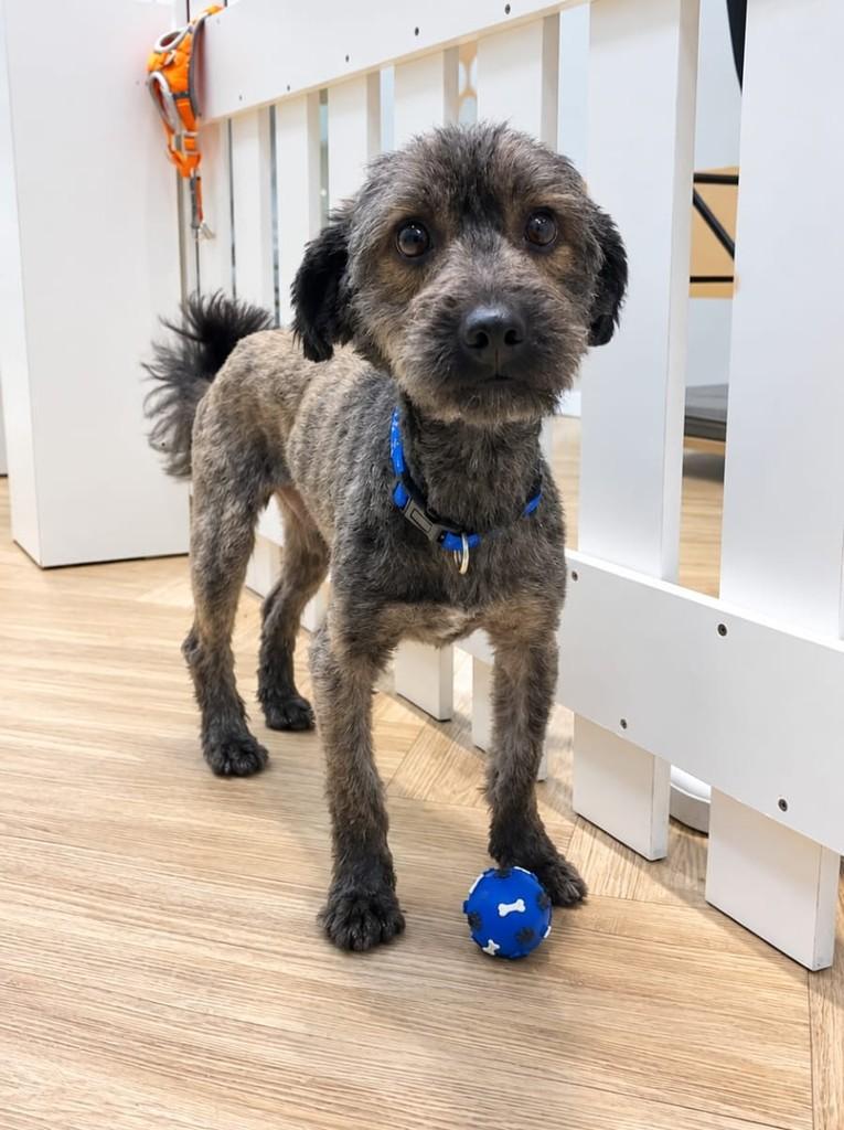 Pingo, cachorro de porte médio para adoção em Apiúna - SC — foto 2 de 2