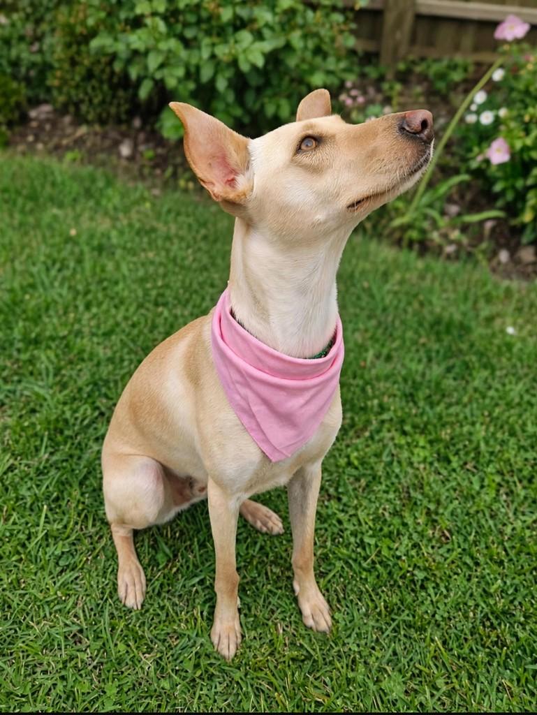 Galega, cachorro de porte pequeno para adoção em Apiúna - SC