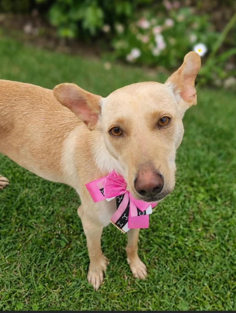 Galega, cachorro de porte pequeno para adoção em Apiúna - SC — foto 2 de 4