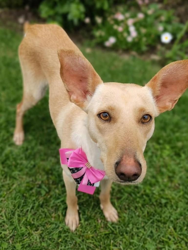 Galega, cachorro de porte pequeno para adoção em Apiúna - SC — foto 3 de 4