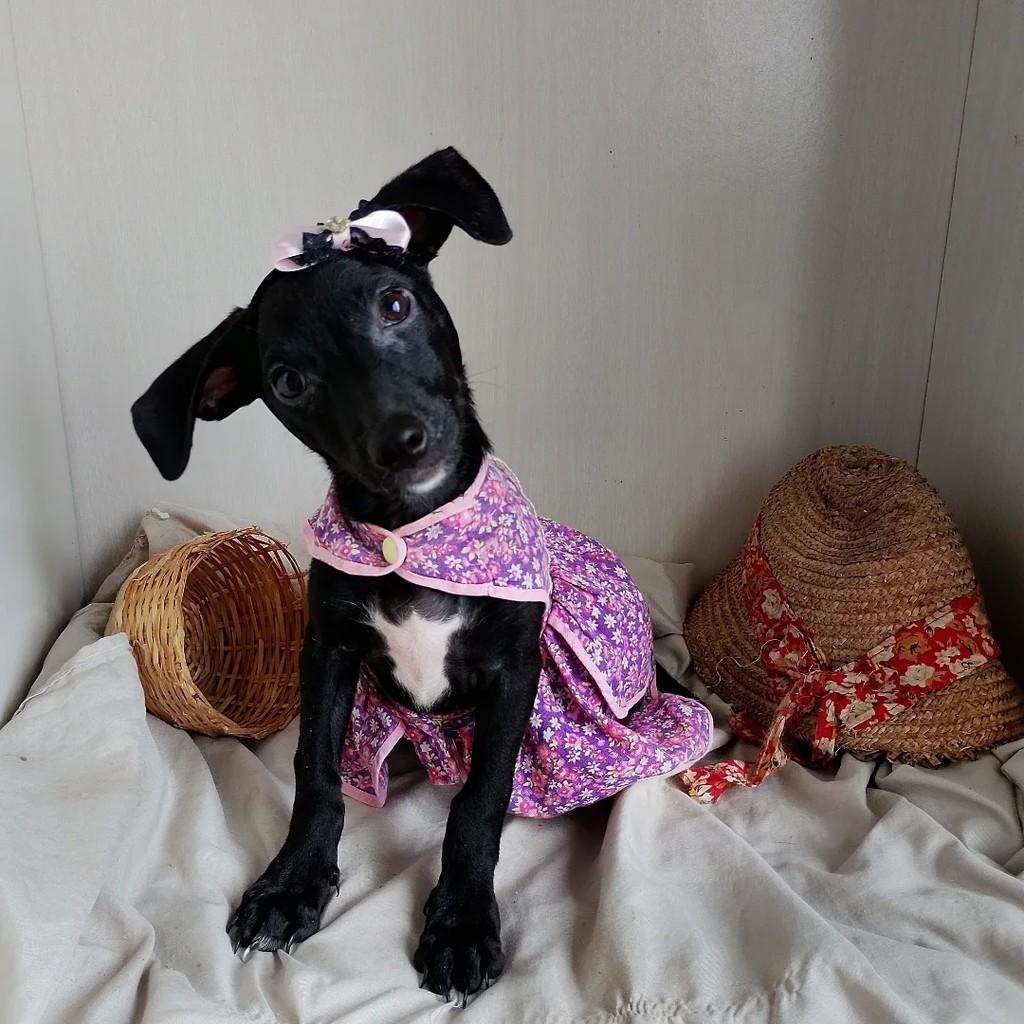 Carolina, cadela de porte pequeno para adoção em Carolina - MA
