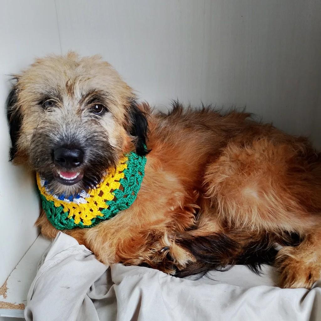 Chicão, cachorro de porte pequeno para adoção em Salvador - BA