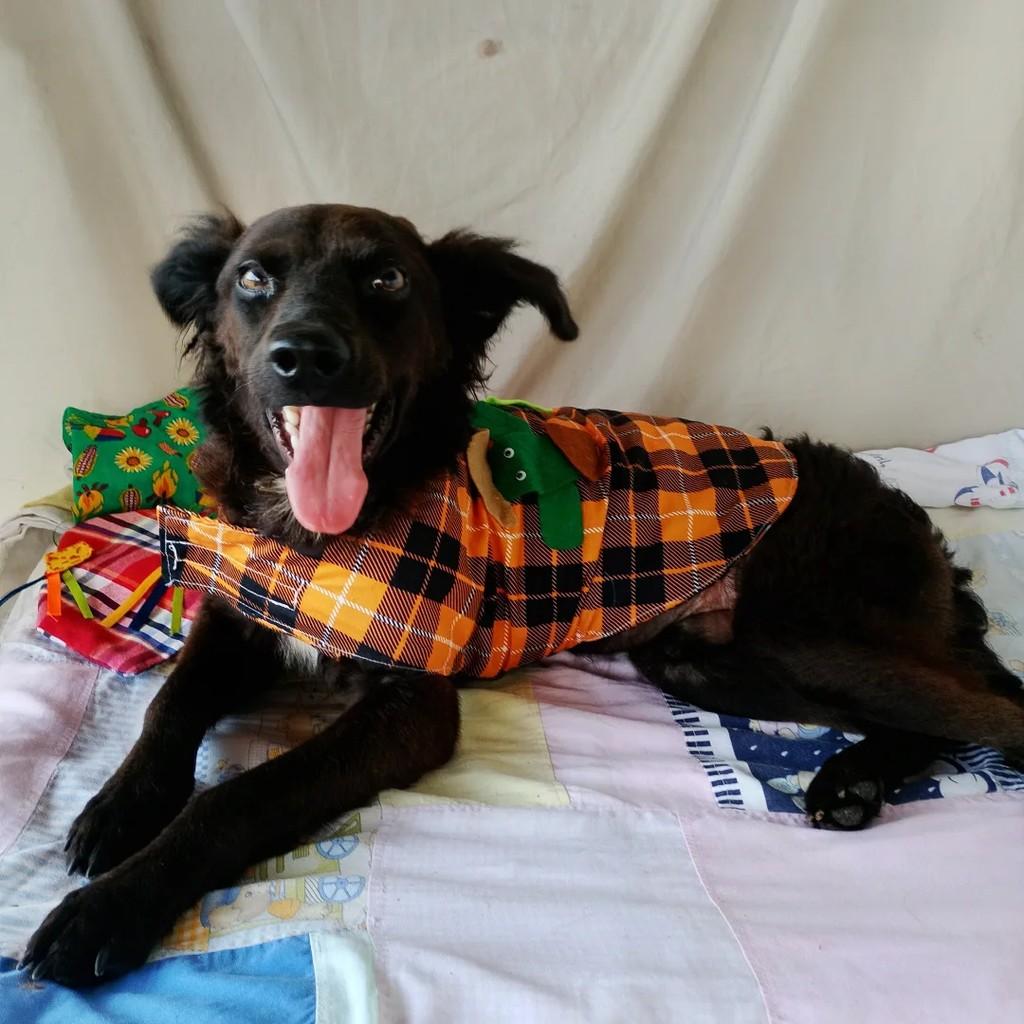Aslan, cachorro de porte pequeno para adoção em Salvador - BA