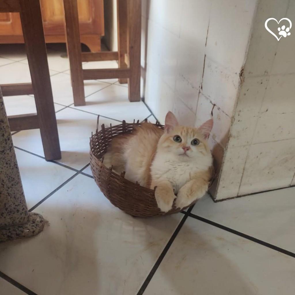 Princesinha, gata de porte pequeno para adoção em Salvador - BA