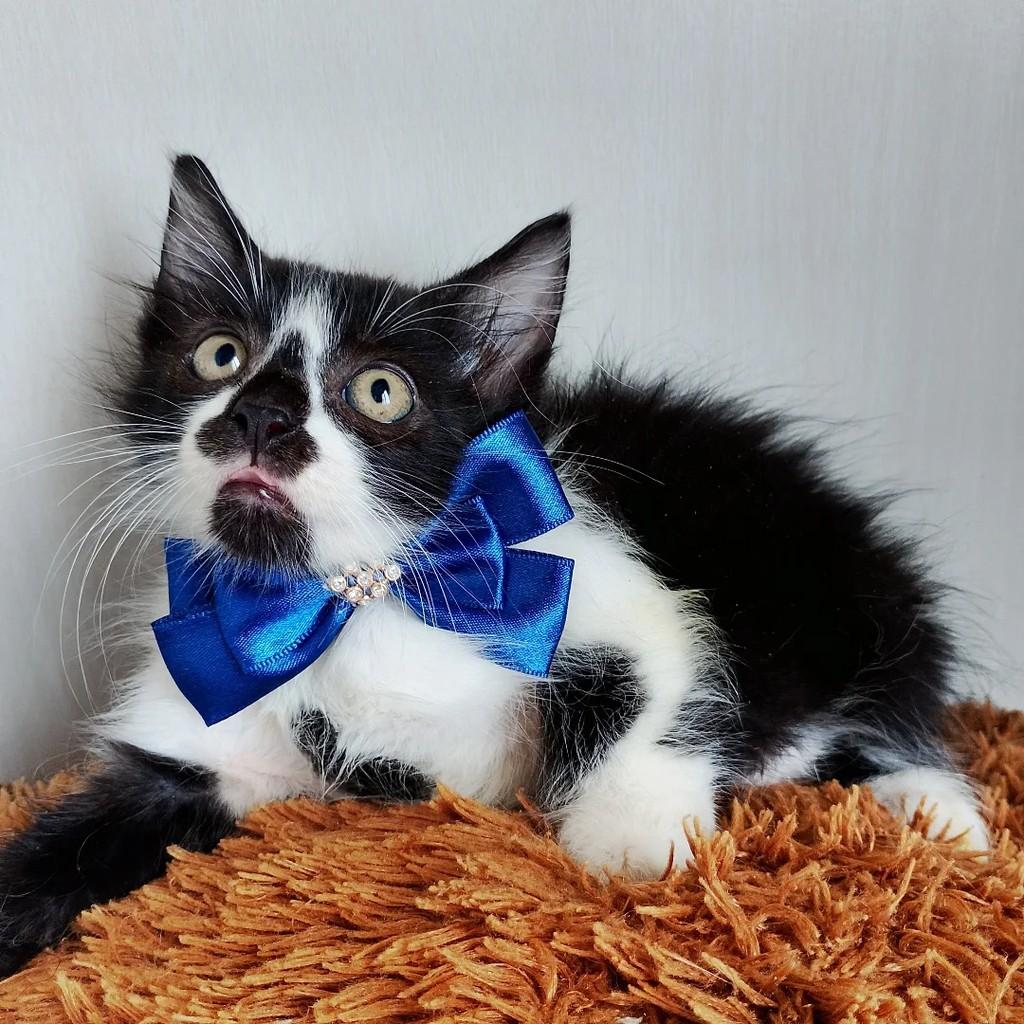 George baby, gato de porte pequeno para adoção em Salvador - BA