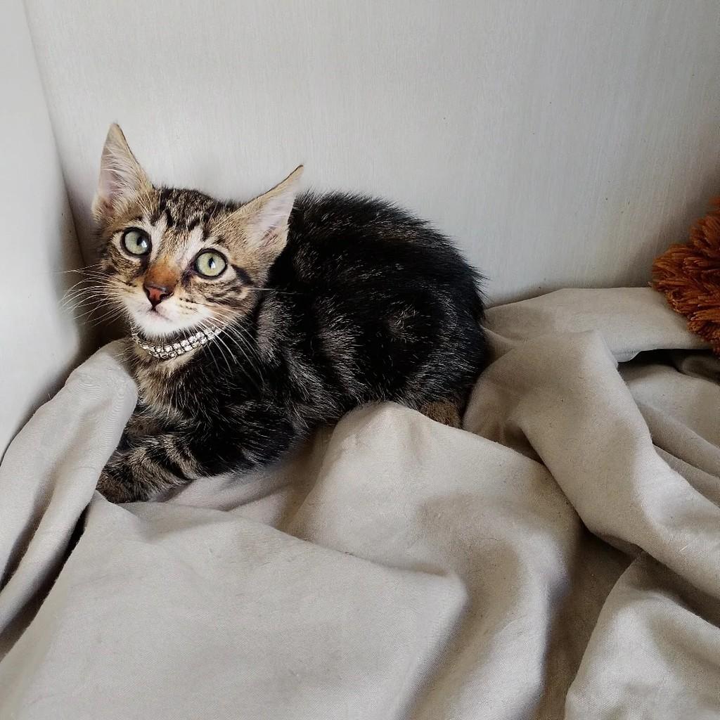 Serginho, gato de porte pequeno para adoção em Salvador - BA