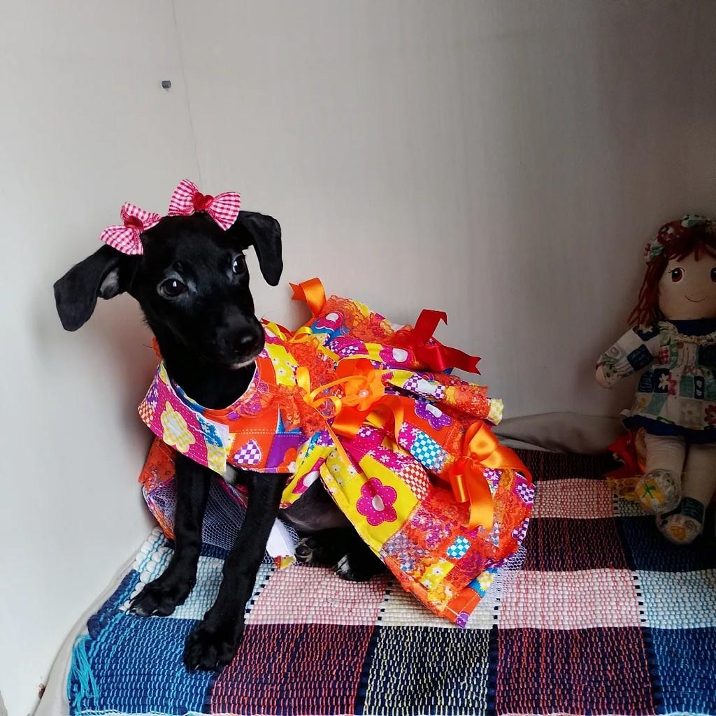 Maricota, cachorro de porte pequeno para adoção em Salvador - BA