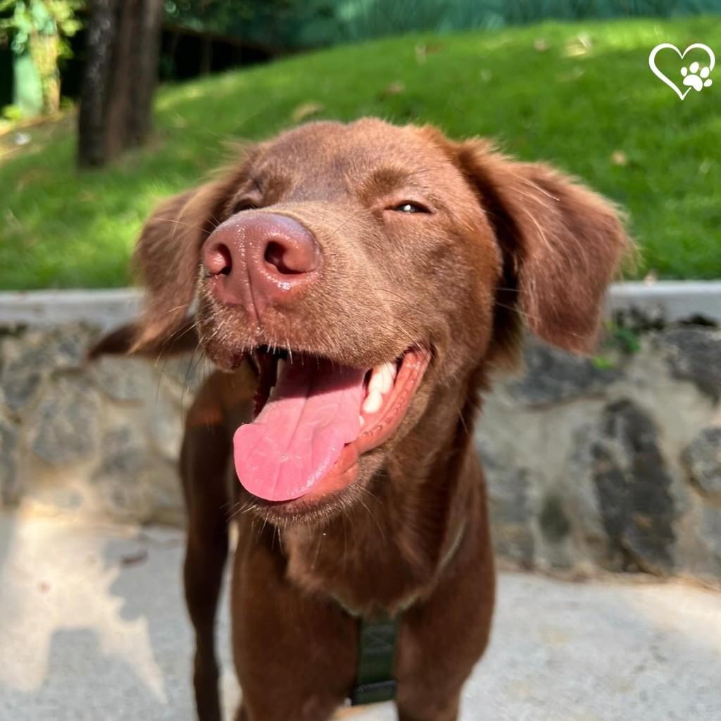Oliver, cachorro de porte médio para adoção em Salvador - BA