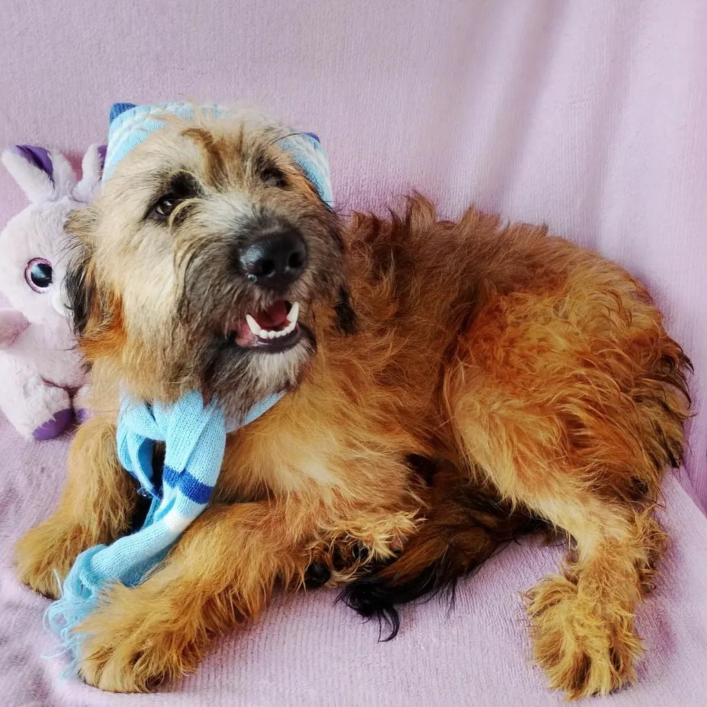 Principe Oliver, cachorro de porte médio para adoção em Salvador - BA