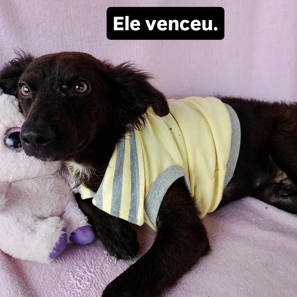 Príncipe Aslan, cachorro de porte médio para adoção em Salvador - BA