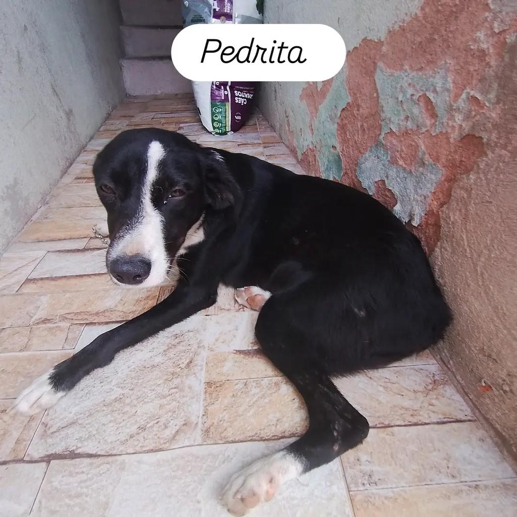 Pedrita, cadela de porte pequeno para adoção em Salvador - BA