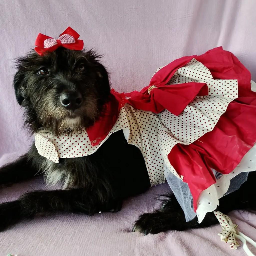Eva Maria, cadela de porte médio para adoção em Salvador - BA