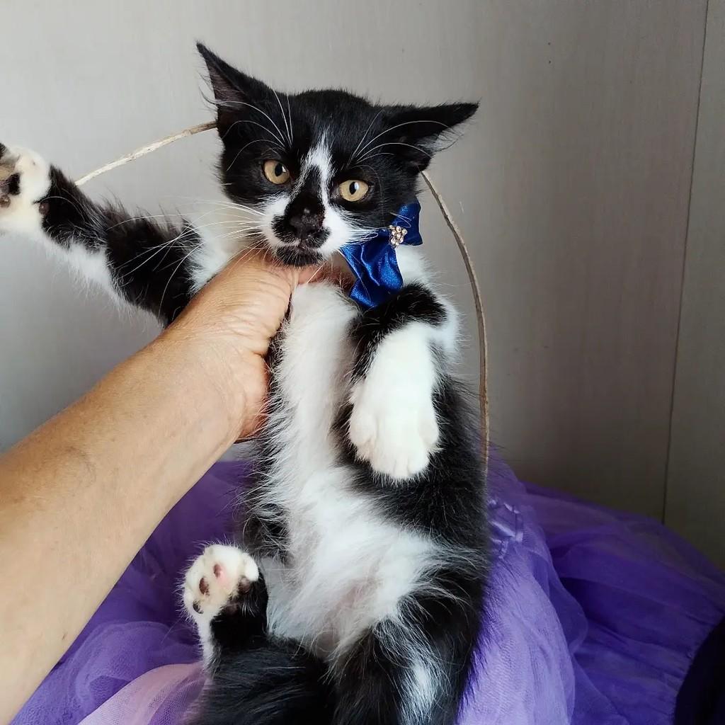 Príncipe George Louis, gato de porte pequeno para adoção em Salvador - BA