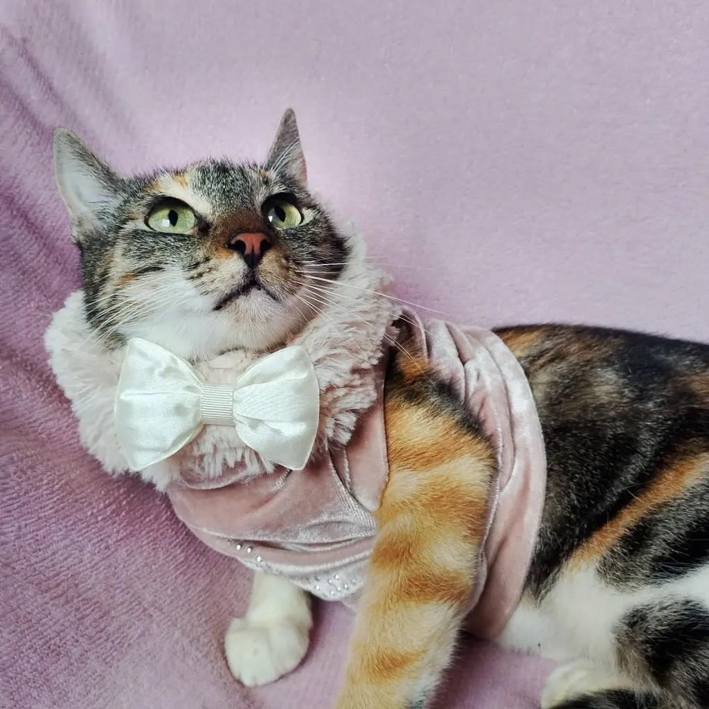 Scarlett, gata de porte pequeno para adoção em Salvador - BA