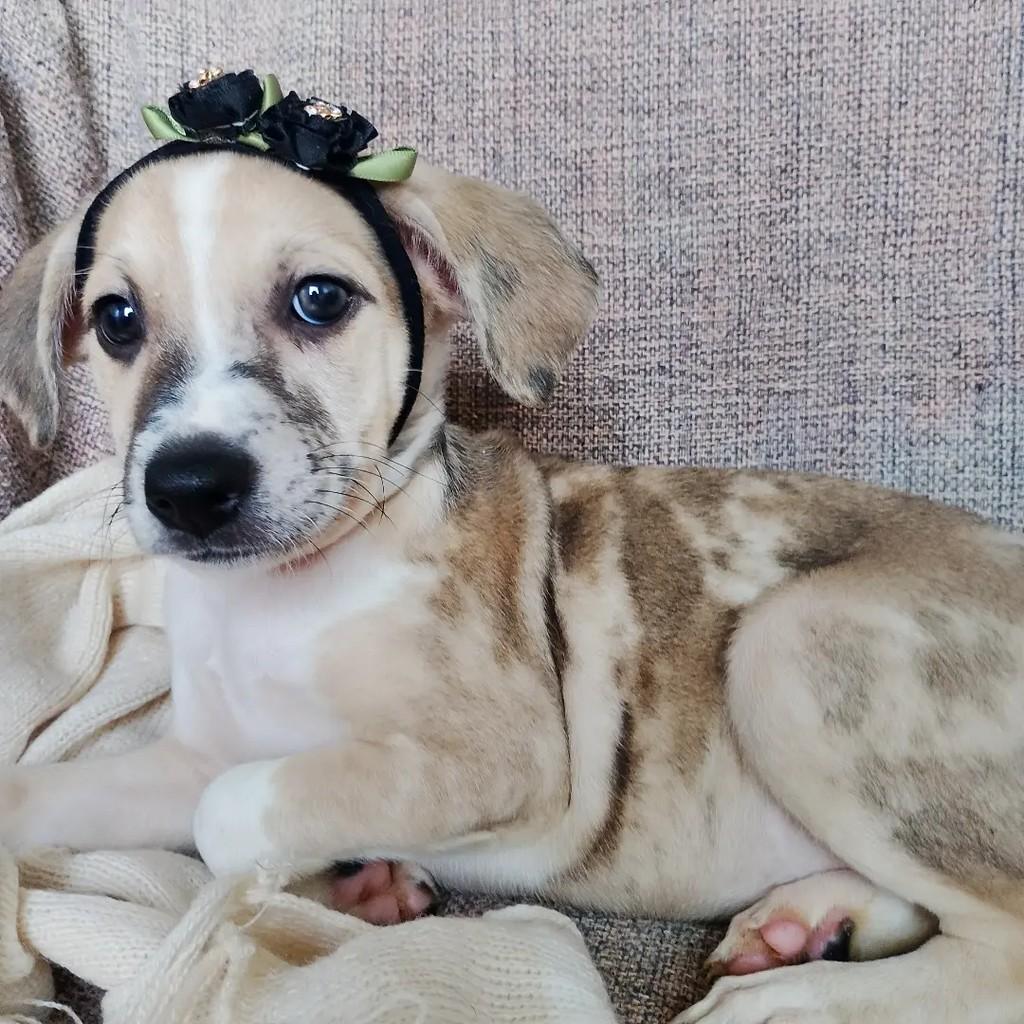 Princesa Dorothy, cadela de porte pequeno para adoção em Salvador - BA