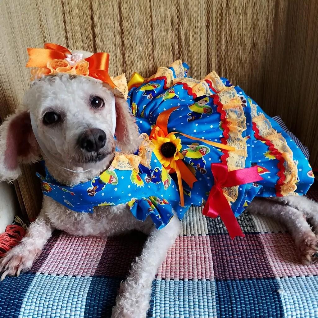 Chanel, cachorro de porte pequeno para adoção em Salvador - BA