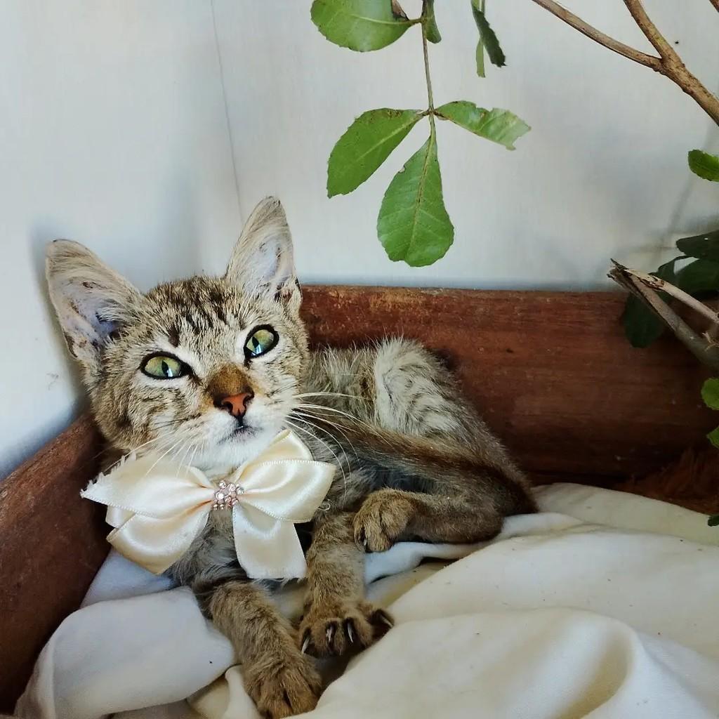 Bakari, gato de porte pequeno para adoção em Salvador - BA