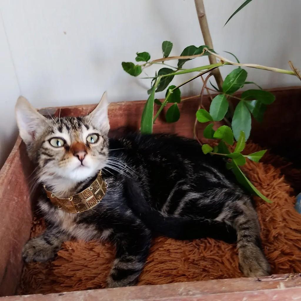 Akin, gato de porte pequeno para adoção em Salvador - BA