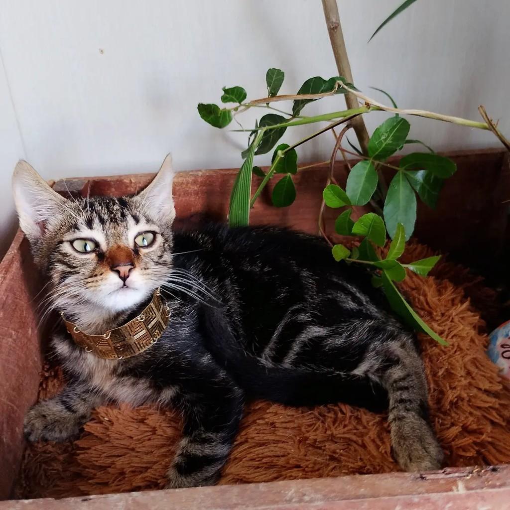 Akin, gato de porte pequeno para adoção em Salvador - BA — foto 2 de 12