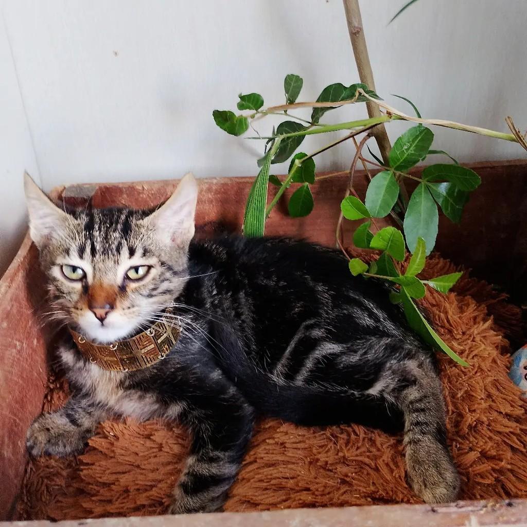 Akin, gato de porte pequeno para adoção em Salvador - BA — foto 3 de 12