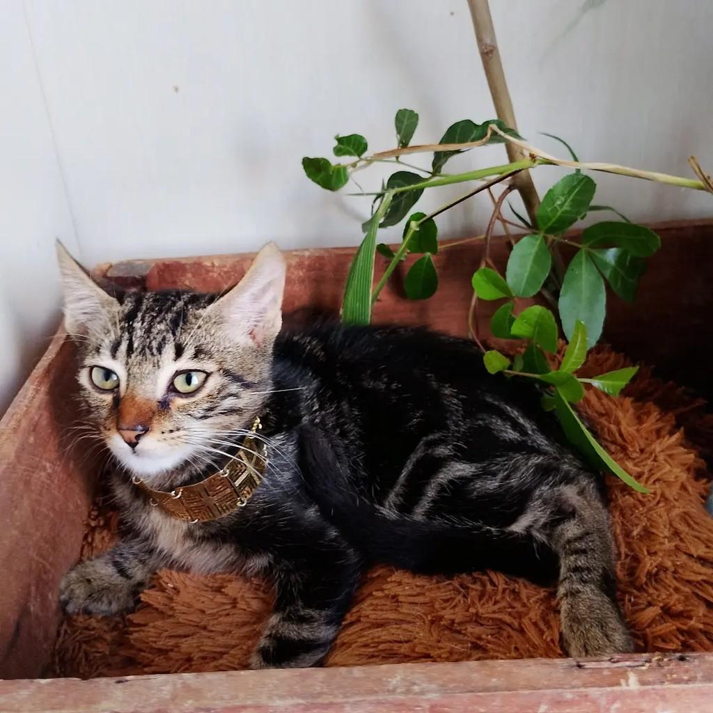 Akin, gato de porte pequeno para adoção em Salvador - BA — foto 4 de 12