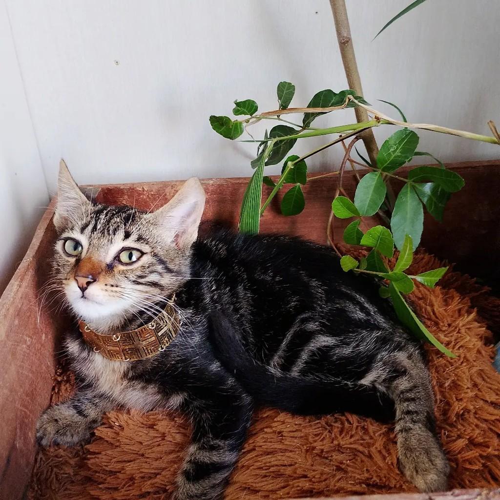 Akin, gato de porte pequeno para adoção em Salvador - BA — foto 5 de 12