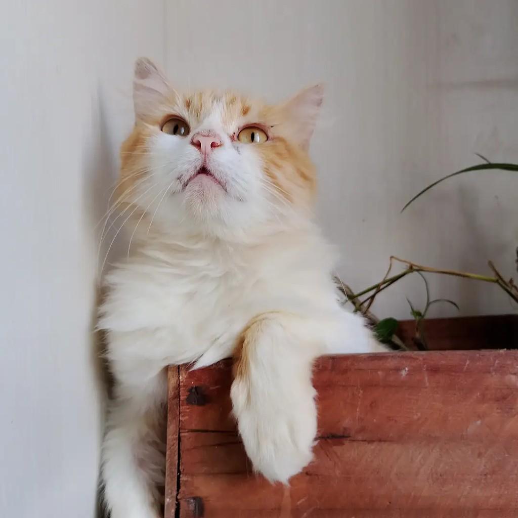 Simba, gato de porte pequeno para adoção em Salvador - BA