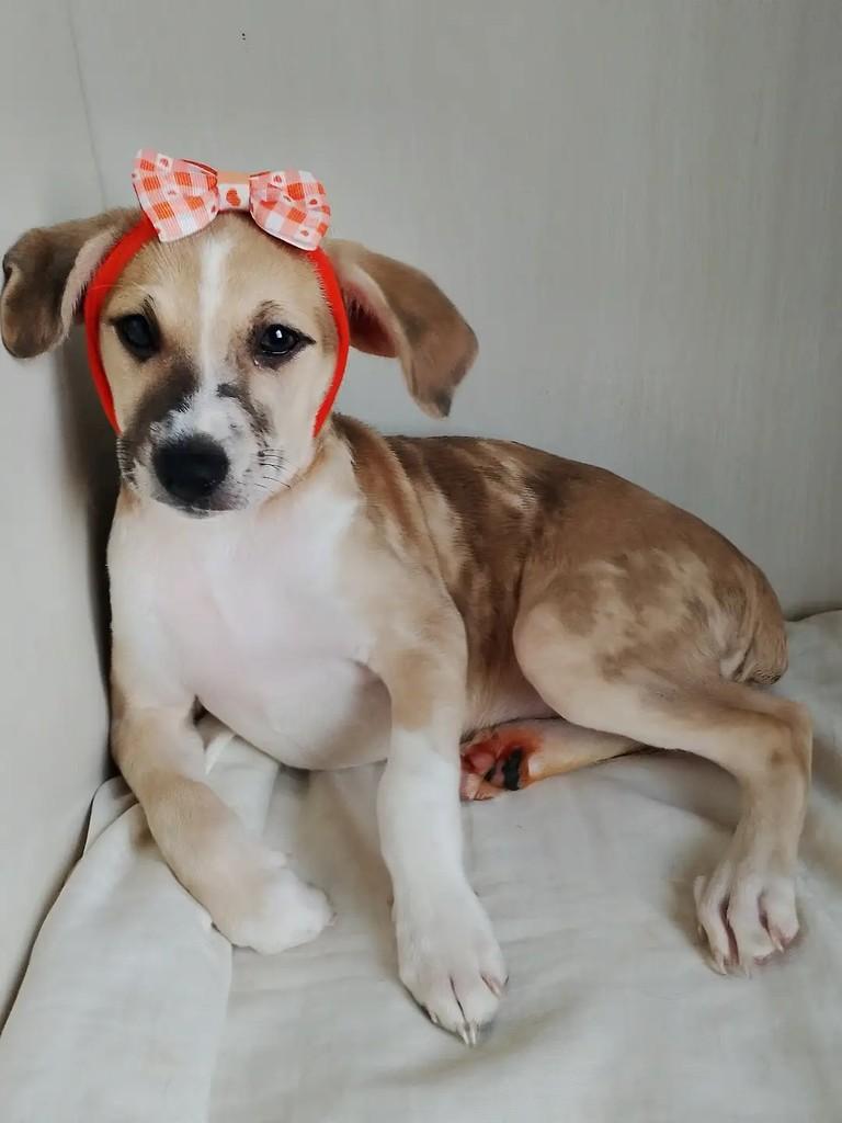 Dorothy, cachorro de porte pequeno para adoção em Salvador - BA